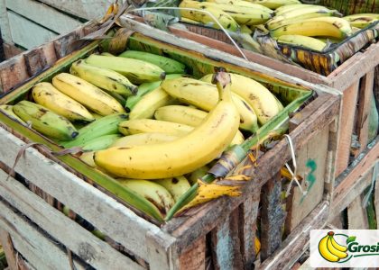 Supplier Pisang Ambon MBG Cisarua