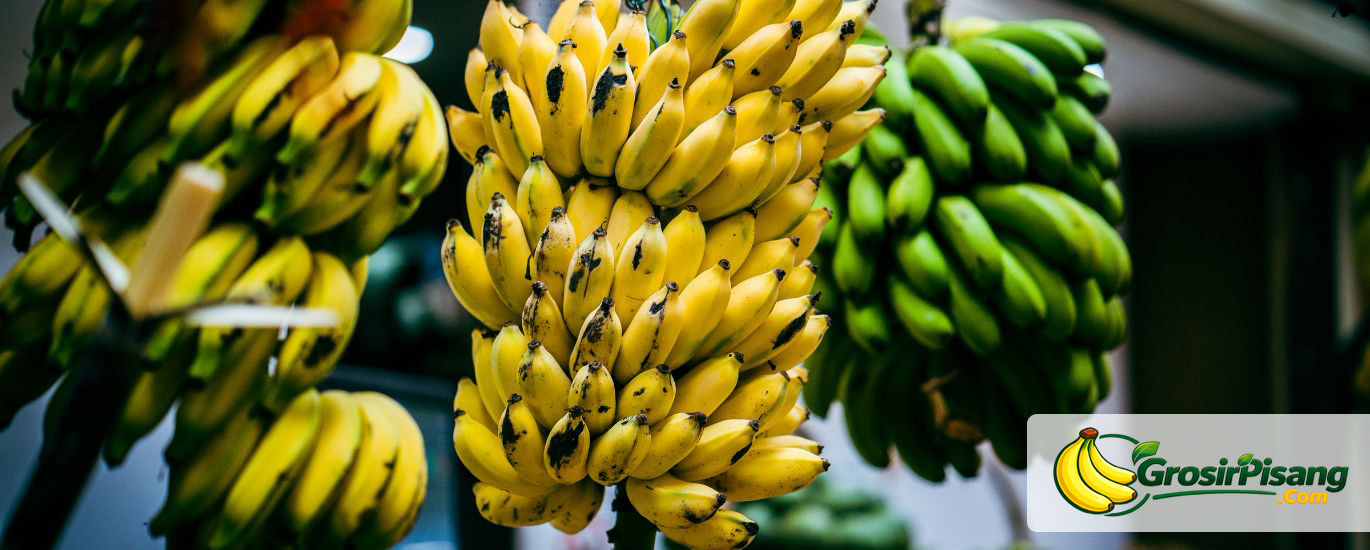 grosir pisang bogor