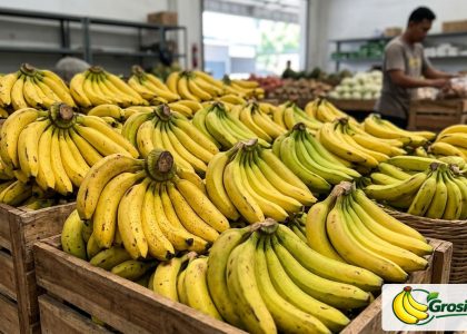 supplier pisang Ambon MBG Bogor