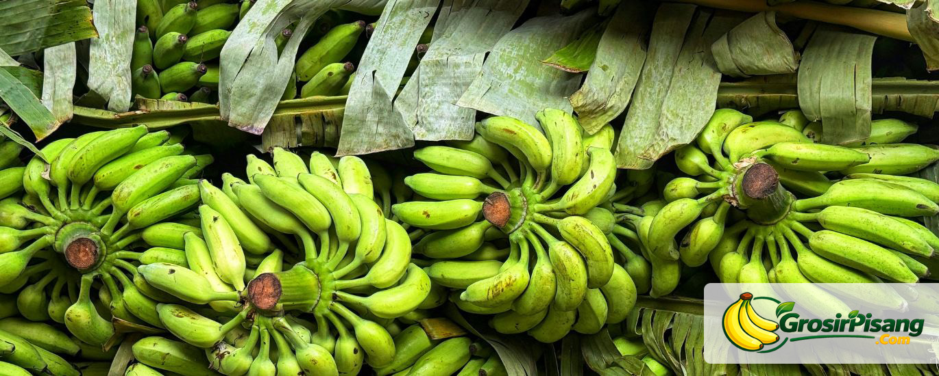 supplier pisang ambon mbg bogor