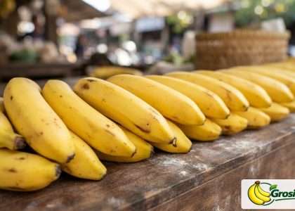 Supplier Pisang MBG Caringin